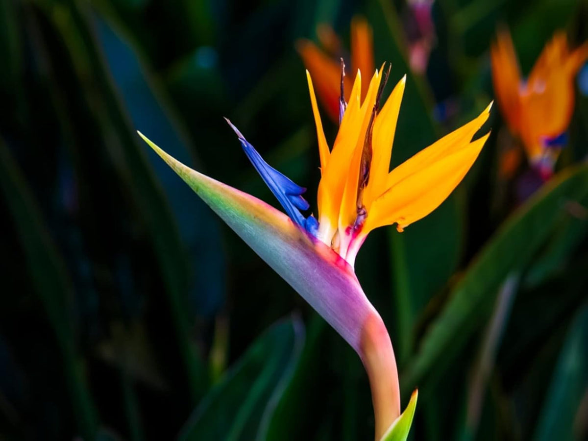 Strelitzia Flower seeds for Planting Premium Quality, Heirloom & GMO Free Seeds for Home Garden seeds for planting