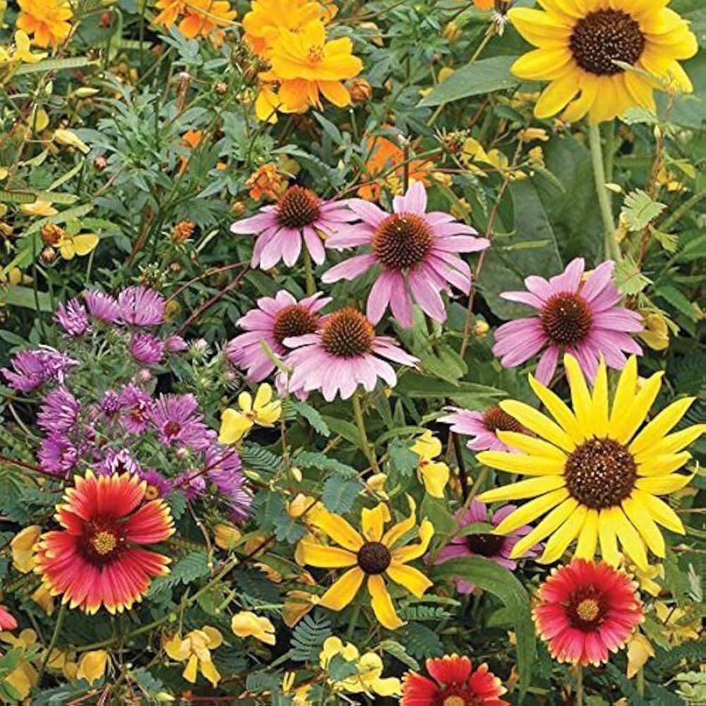 Sprout Flower seeds for Planting - Wildflower Mix, Heirloom & GMO Free Seeds for Home Garden