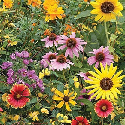 Sprout Flower seeds for Planting - Wildflower Mix, Heirloom & GMO Free Seeds for Home Garden
