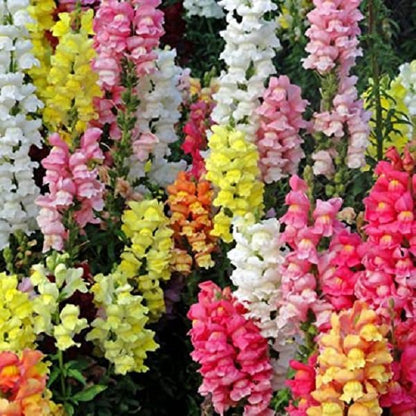 Mixed Snapdragon Flower seeds for Planting Seasonal Bloomer, Heirloom & GMO Free Seeds for Home Garden vegetable and garden seeds