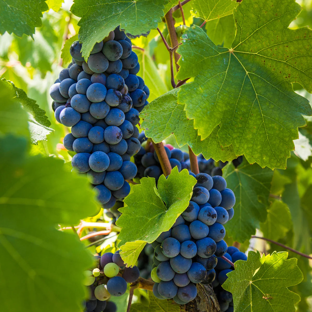 Cabernet Sauvignon Grape Seeds for Easy Planting - Evergrowseeds