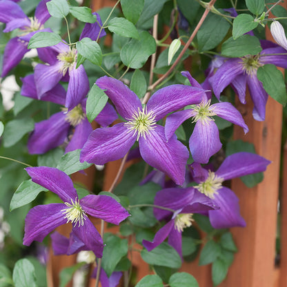 Clematis Climbing Flower seeds for Planting Vibrant Colors Heirloom & GMO Free Seeds for Home Garden