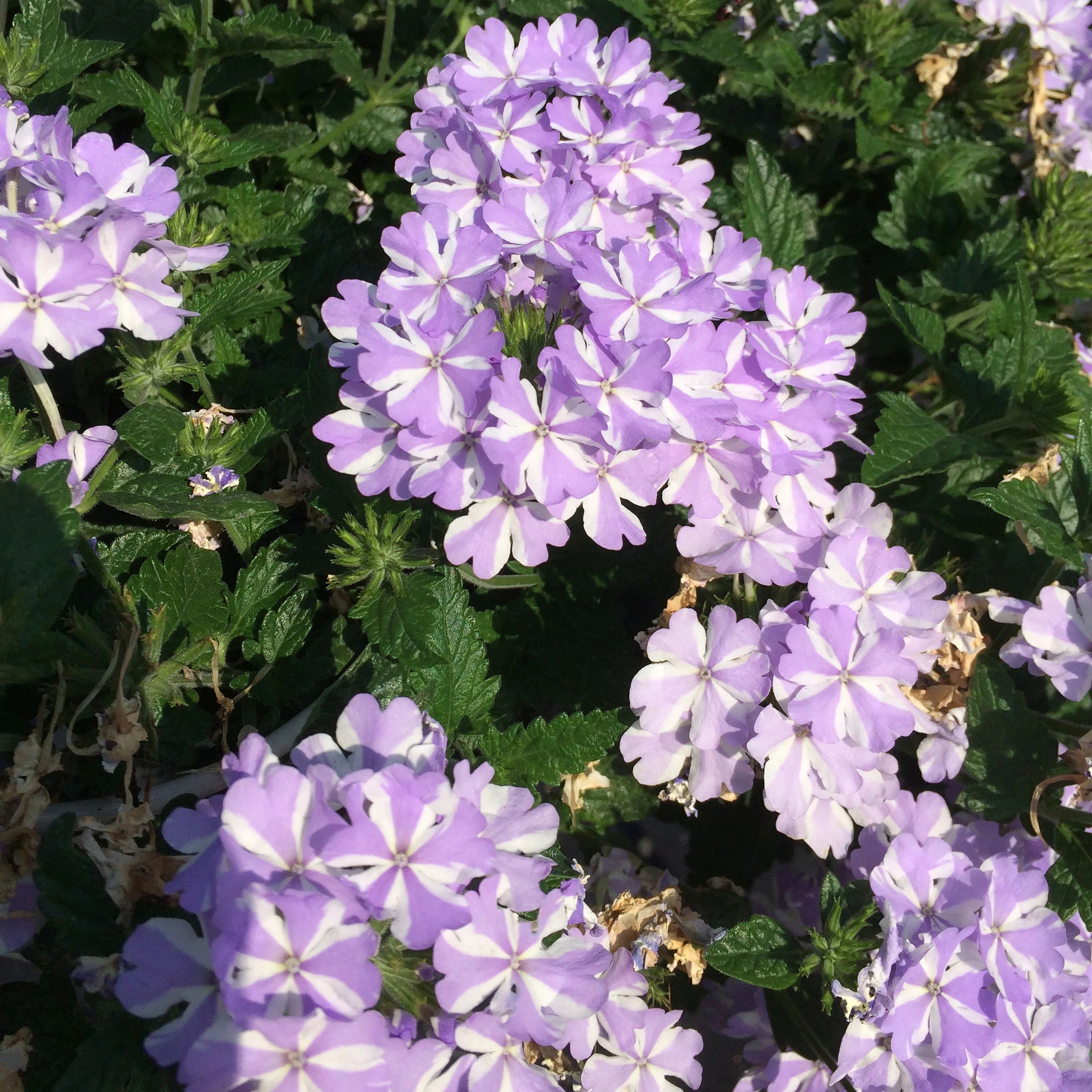 High quality White Purple Verbena Flower seeds for Planting Easy to Grow, Heirloom & GMO Free Seeds for Home Garden seeds pack