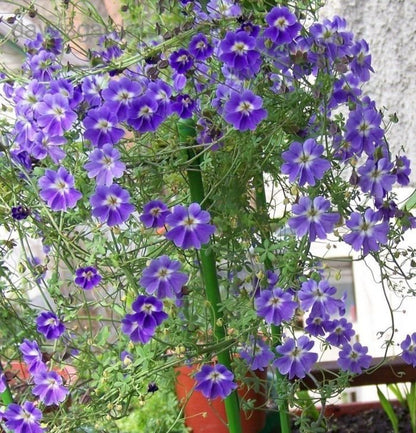 Blue Hanging Nasturtium Flower seeds for Planting - Low Maintenance, Heirloom & GMO Free Seeds for Home Garden