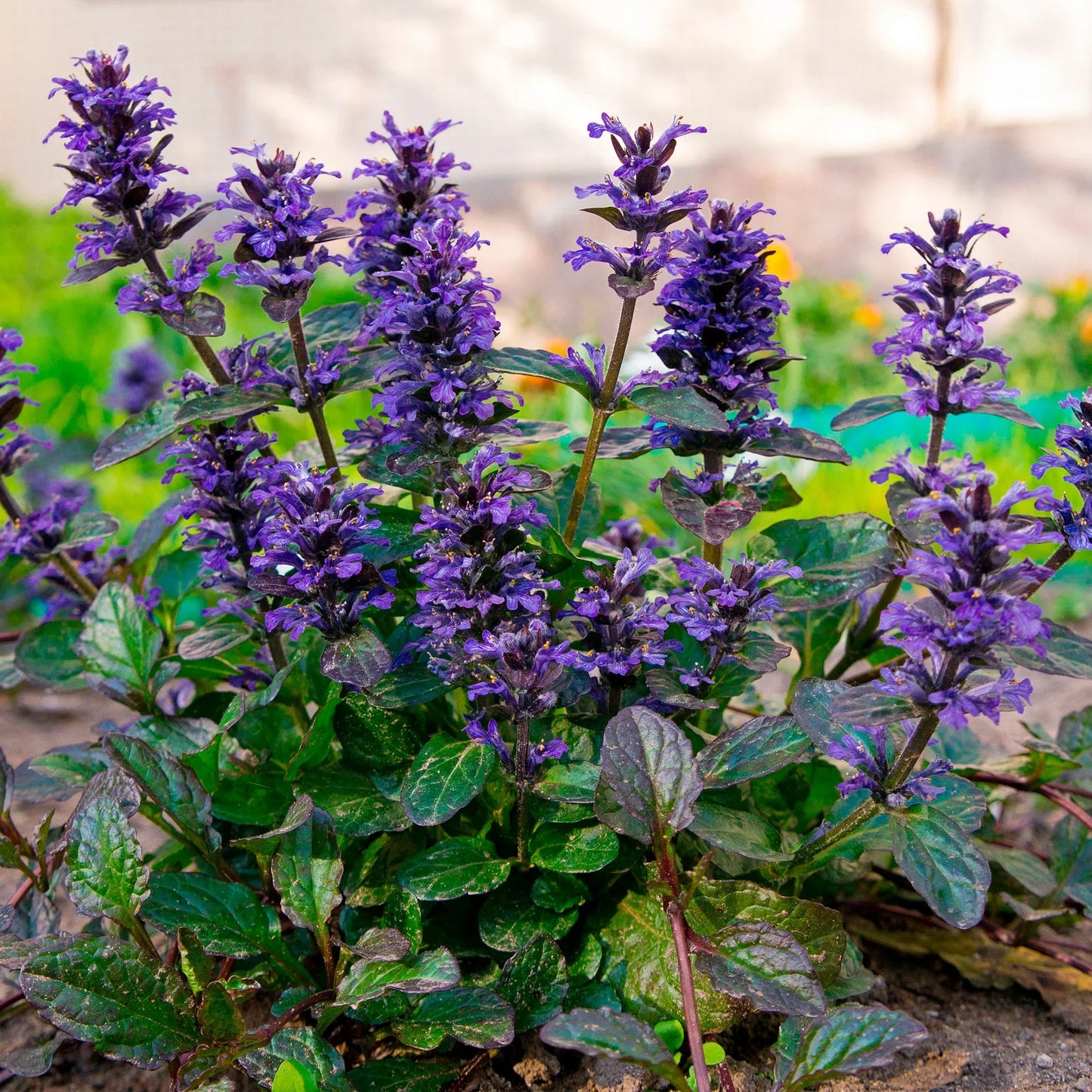 Ajuga Flower seeds for Planting Premium Quality Heirloom & GMO Free Seeds for Home Garden