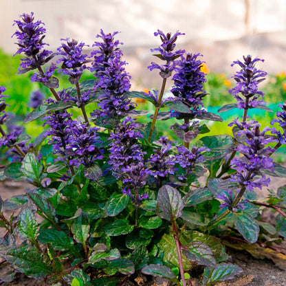 Ajuga Flower seeds for Planting Premium Quality Heirloom & GMO Free Seeds for Home Garden