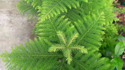 Araucaria Plant Seeds For Planting - Full Green Variety Seeds