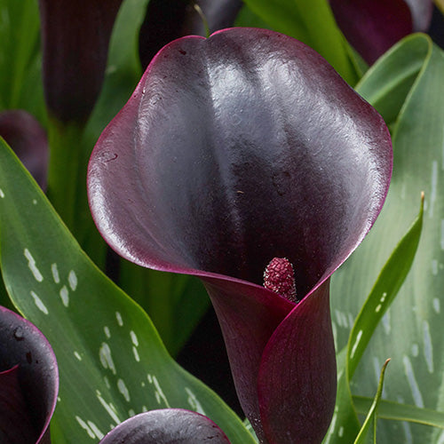High quality Black Calla Flower seeds for Planting Pollinator Friendly, Heirloom & GMO Free Seeds for Home Garden seeds pack