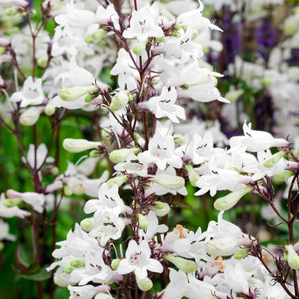 Premium White Snowbells Flower seeds for Planting Pollinator Friendly, Heirloom & GMO Free Seeds for Home Garden seeds