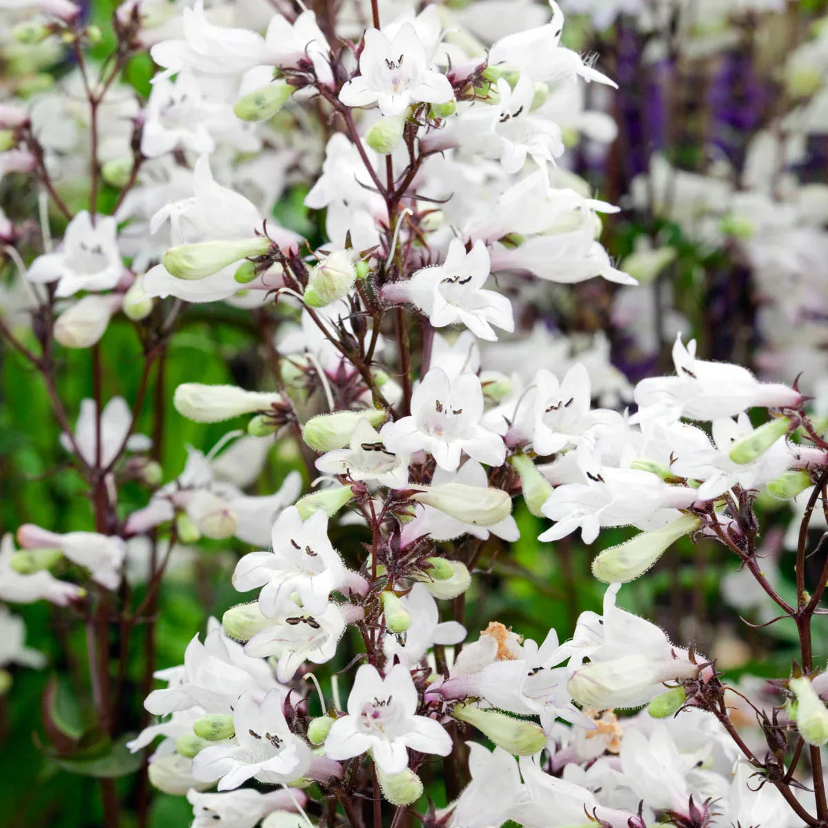 Premium White Snowbells Flower seeds for Planting Pollinator Friendly, Heirloom & GMO Free Seeds for Home Garden seeds