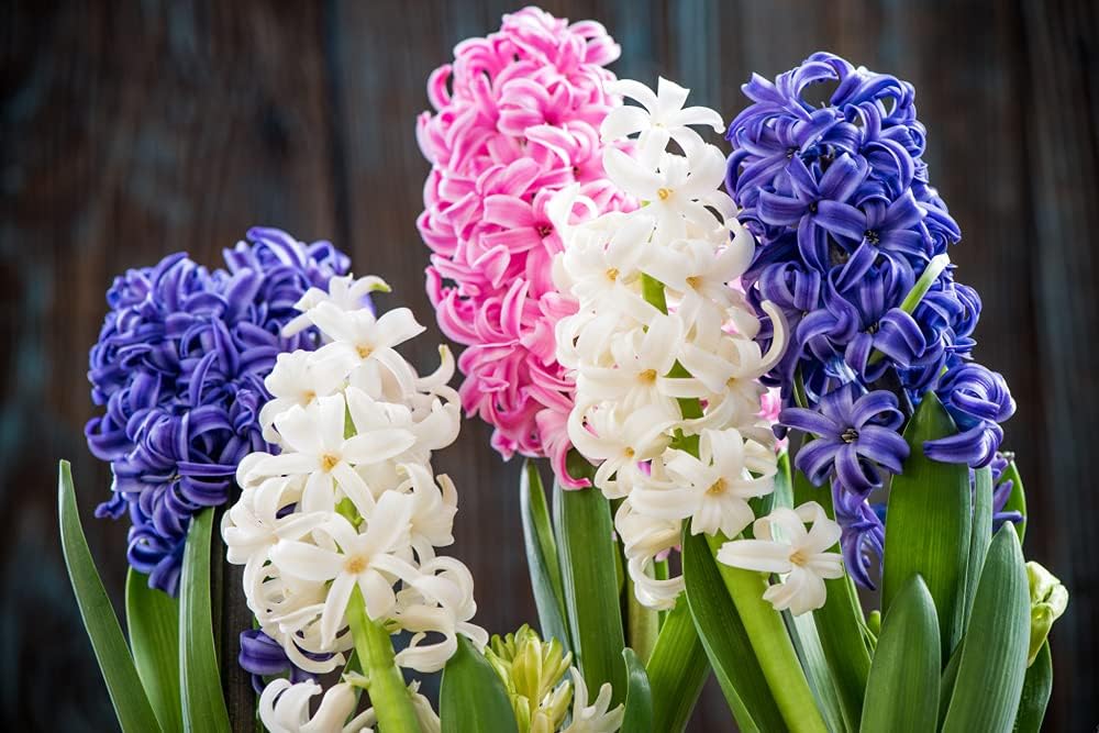 Mixed Hyacinth Flower seeds for Planting Bright Blooms, Heirloom & GMO Free Seeds for Home Garden vegetable and garden seeds