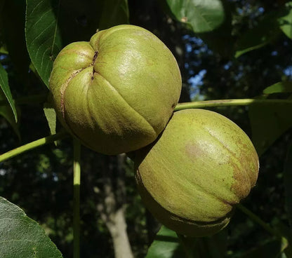 Kingnut Hickory Seeds - Carya laciniosa