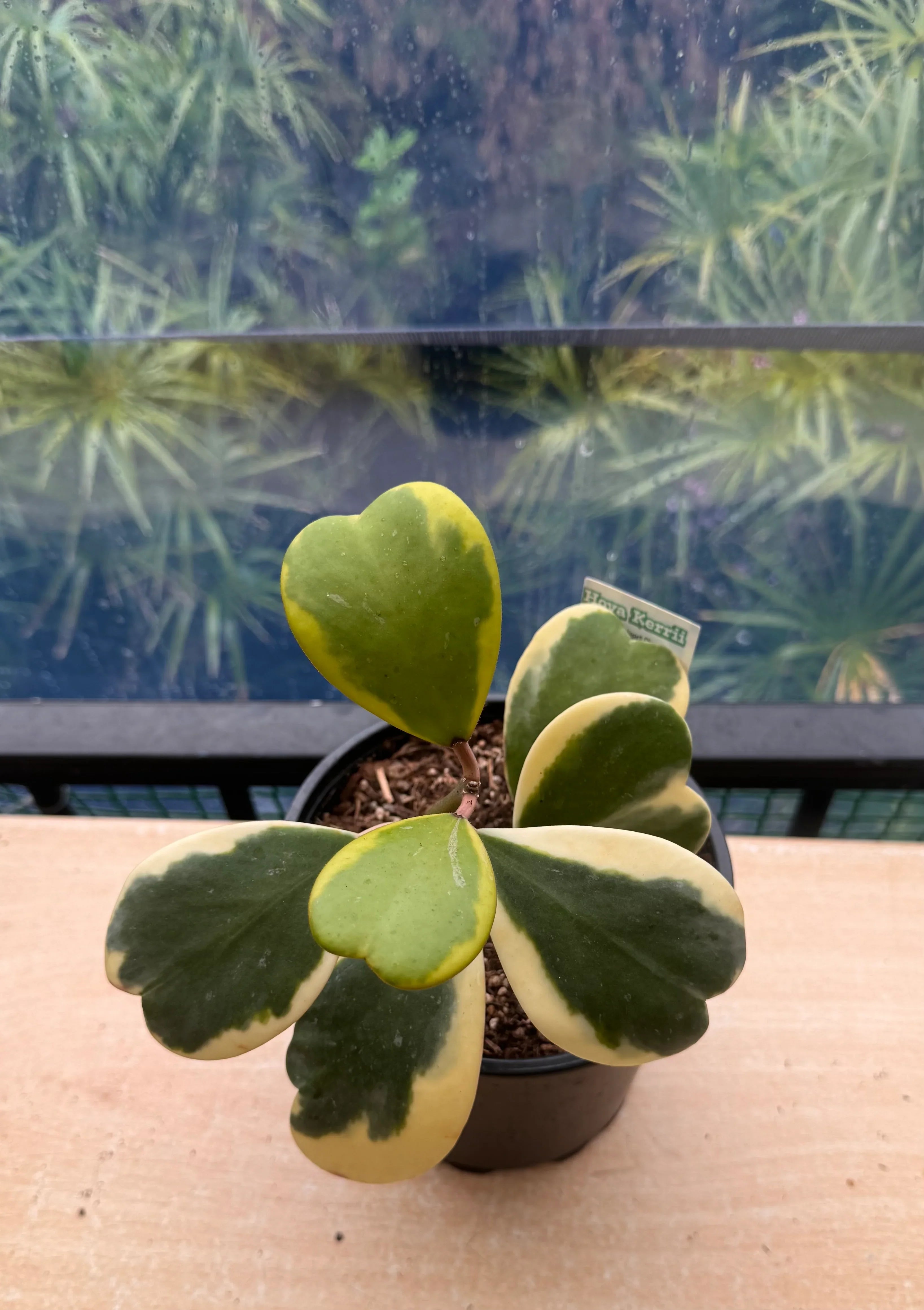 Green Hoya Kerrii Flower seeds for Planting Sun Loving, Heirloom & GMO Free Seeds for Home Garden vegetable and garden seeds