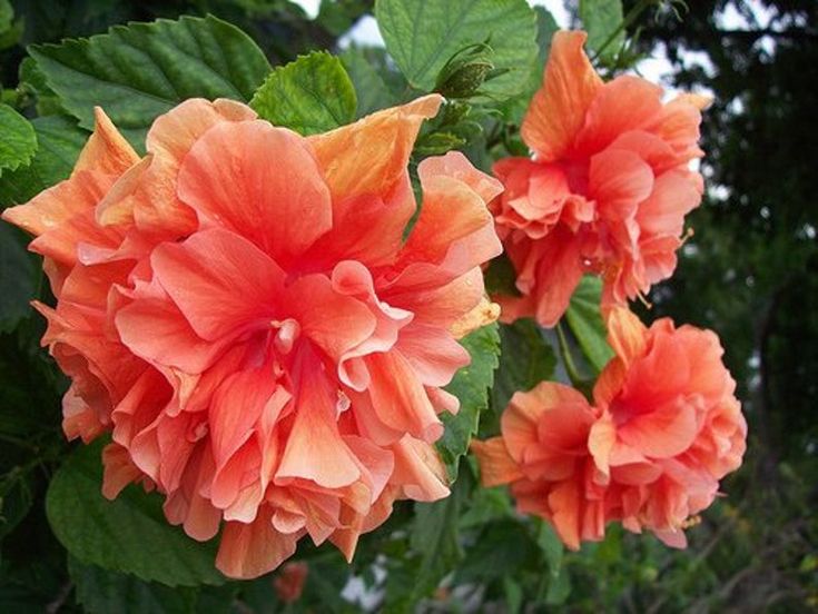 Hibiscus Peach Flower seeds for Planting Cottage Garden Essential, Heirloom & GMO Free Seeds for Home Garden vegetable and garden seeds