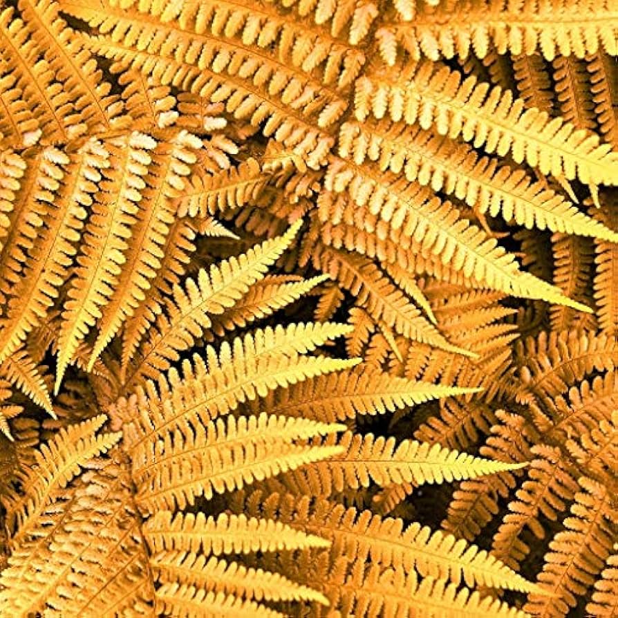 Fern Yellow Seeds - Ideal For Shaded Garden Planting