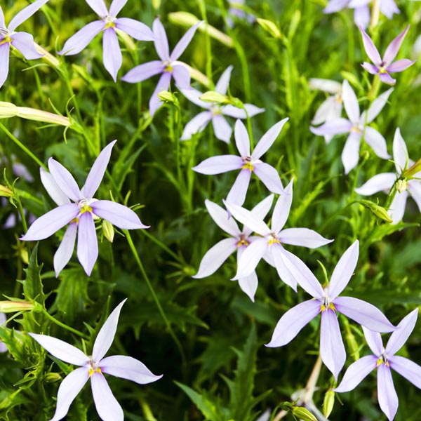 Premium Laurentia Flower seeds for Planting Fragrant Blossoms, Heirloom & GMO Free Seeds for Home Garden seeds