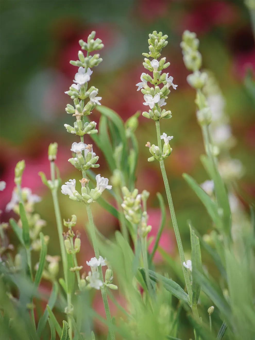 Lavender, Lacy Frills Flower seeds for Planting Easy to Grow, Heirloom & GMO Free Seeds for Home Garden seeds for planting