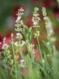 Lavender, Lacy Frills Flower seeds for Planting Easy to Grow, Heirloom & GMO Free Seeds for Home Garden seeds for planting