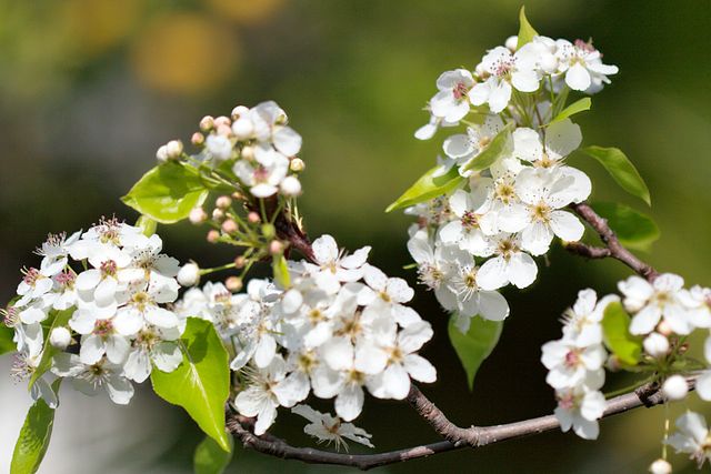 White Calleryana Flower seeds for Planting Cut Flower Favorite, Heirloom & GMO Free Seeds for Home Garden vegetable and garden seeds