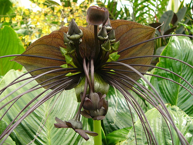 Tacca Chantrieri Flower seeds for Planting Easy to Grow Heirloom & GMO Free Seeds for Home Garden