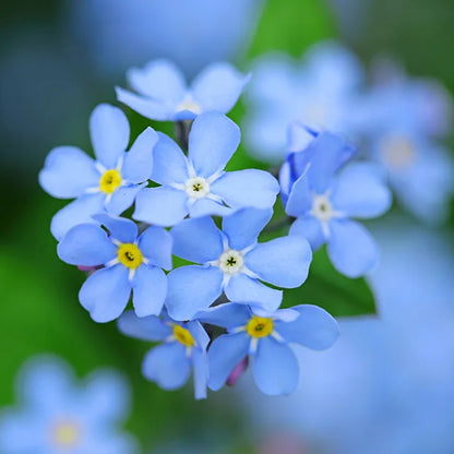Myosotis Alpestris Flower seeds for Planting, Wildflower Mix Heirloom & GMO Free Seeds for Home Garden