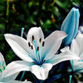 Blue White Lilium Flower seeds for Planting Shade Tolerant, Heirloom & GMO Free Seeds for Home Garden seeds for planting