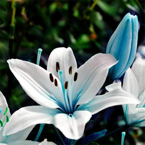 Blue White Lilium Flower seeds for Planting Shade Tolerant, Heirloom & GMO Free Seeds for Home Garden seeds for planting