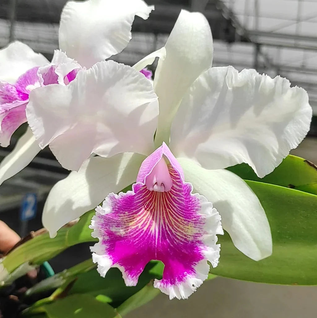 Pink Cattleya Flower seeds for Planting Shade Tolerant, Heirloom & GMO Free Seeds for Home Garden vegetable and garden seeds