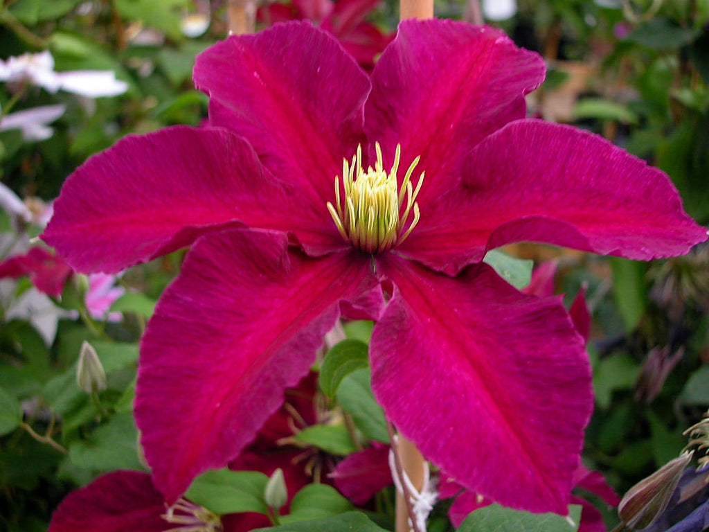 Pink Yellow Clematis Flower seeds for Planting Cottage Garden Essential, Heirloom & GMO Free Seeds for Home Garden vegetable and garden seeds