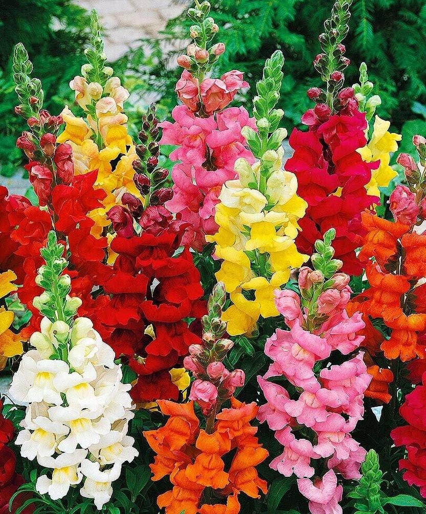 Mixed Snapdragon Flower seeds for Planting Seasonal Bloomer, Heirloom & GMO Free Seeds for Home Garden seeds for planting