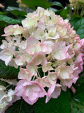White Pink Hydrangea Seeds Flower seeds for Planting Sun Loving, Heirloom & GMO Free Seeds for Home Garden seeds for planting
