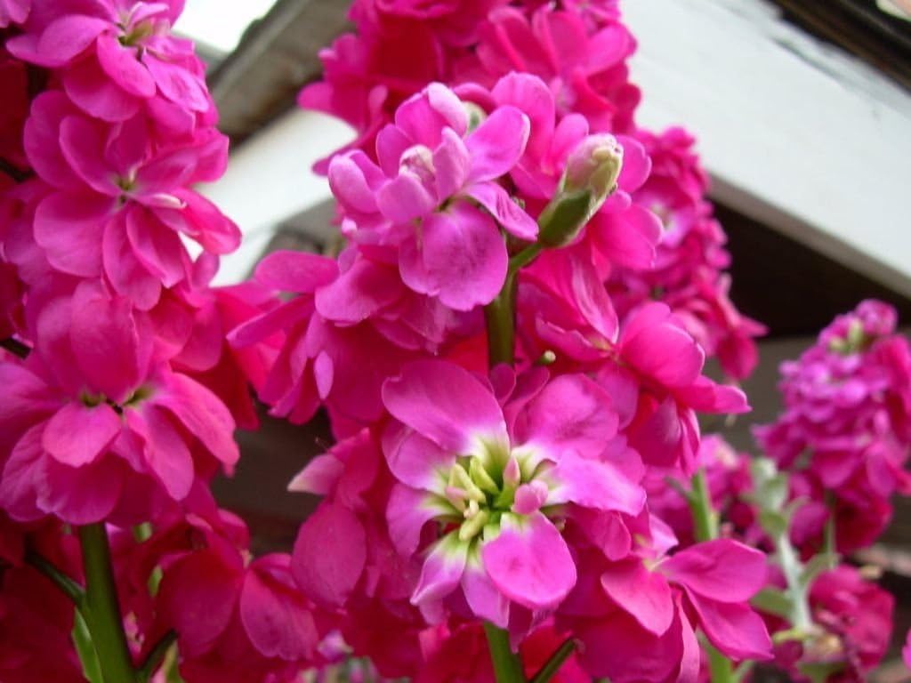 High quality Pink Matthiola Flower seeds for Planting Premium Quality, Heirloom & GMO Free Seeds for Home Garden seeds pack
