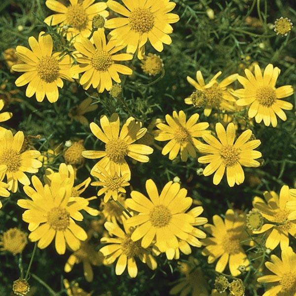 High quality Yellow Thymophylla Flower seeds for Planting Sun Loving, Heirloom & GMO Free Seeds for Home Garden seeds pack