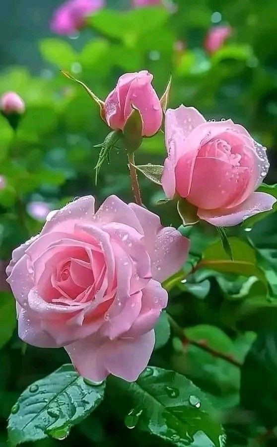 Premium Multi Rose Flower seeds for Planting Perfect for Borders, Heirloom & GMO Free Seeds for Home Garden S seeds