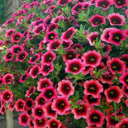 Deep Pink Calibrachoa Flower Seeds, Heirloom Non-GMO Blooms for Vibrant Home Garden Planting