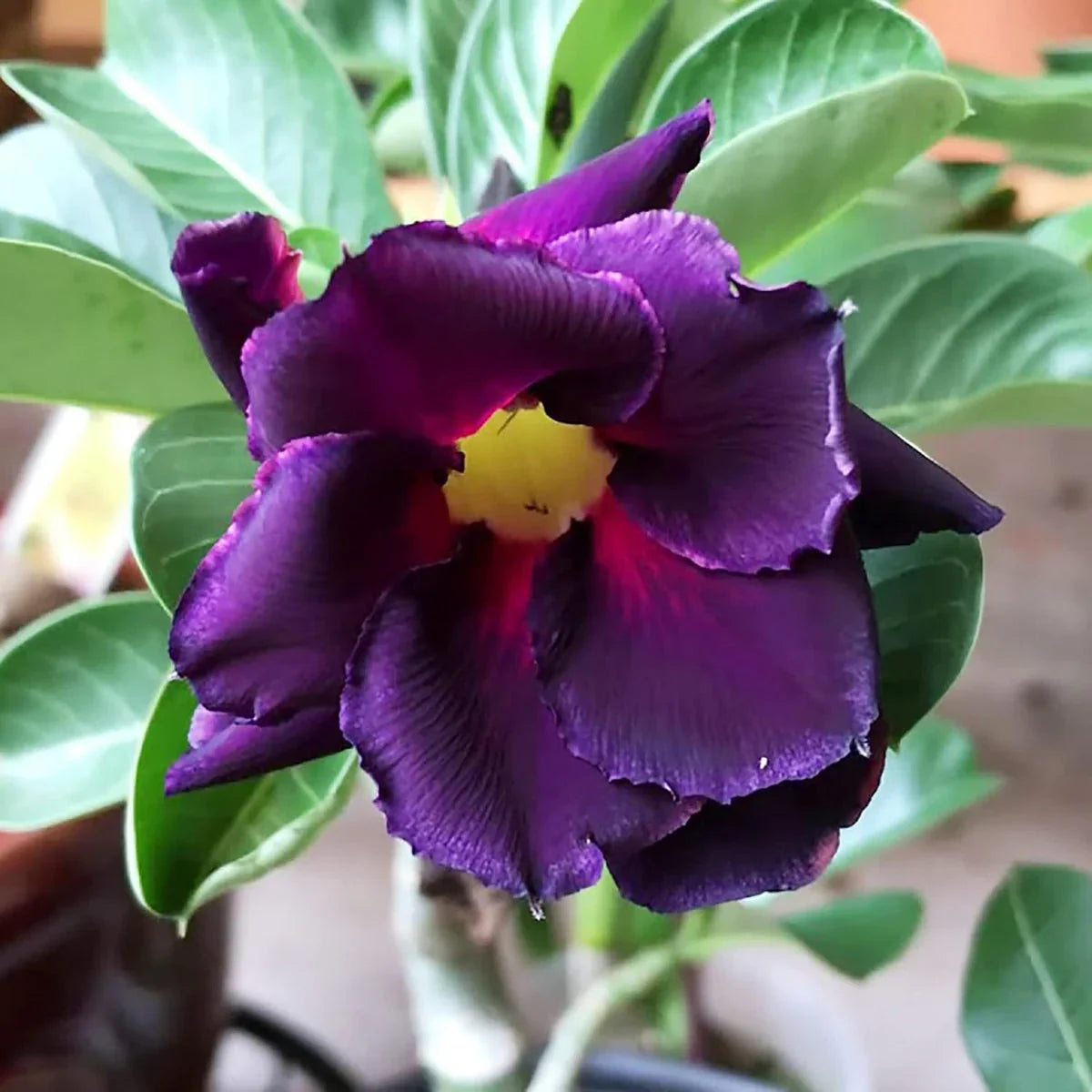 Heirloom Adenium Obesum Flower seeds for Planting Bright Blooms Heirloom & GMO Free Seeds for Home Garden