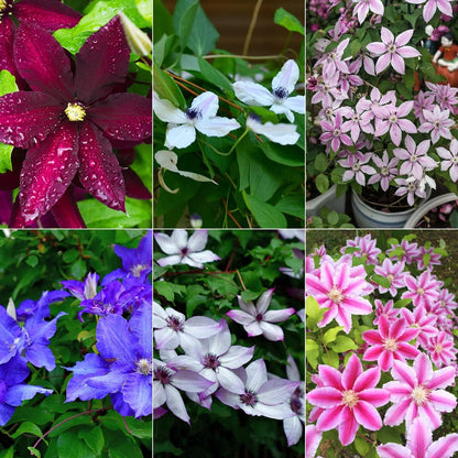 Mixed Colors Clematis Flower Vines Perennial Climbing Flower seeds for Planting - Garden Favorite, Heirloom & GMO Free Seeds for Home Garden