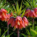 Fritillaria Flower seeds for Planting Easy to Grow, Heirloom & GMO Free Seeds for Home Garden seeds for planting