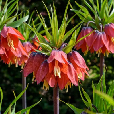 Fritillaria Flower seeds for Planting Easy to Grow, Heirloom & GMO Free Seeds for Home Garden seeds for planting