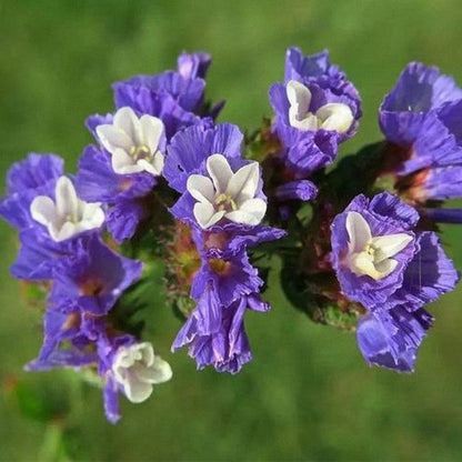 Limonium Sinuatum Flower seeds for Planting Low Maintenance Heirloom & GMO Free Seeds for Home Garden