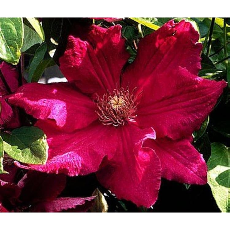 High quality Pink Yellow Clematis Flower seeds for Planting Cottage Garden Essential, Heirloom & GMO Free Seeds for Home Garden seeds pack