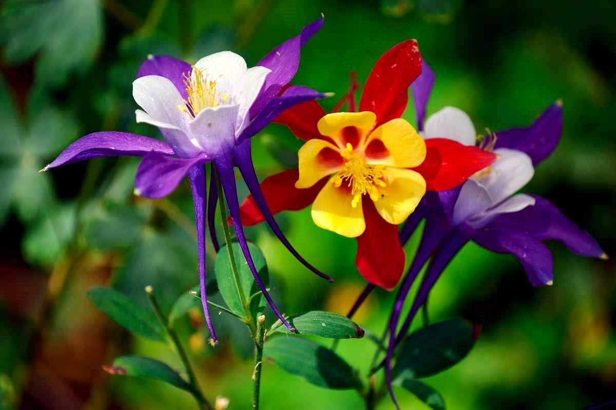 Aquilegia Columbine Seeds For Unique Planting Flower
