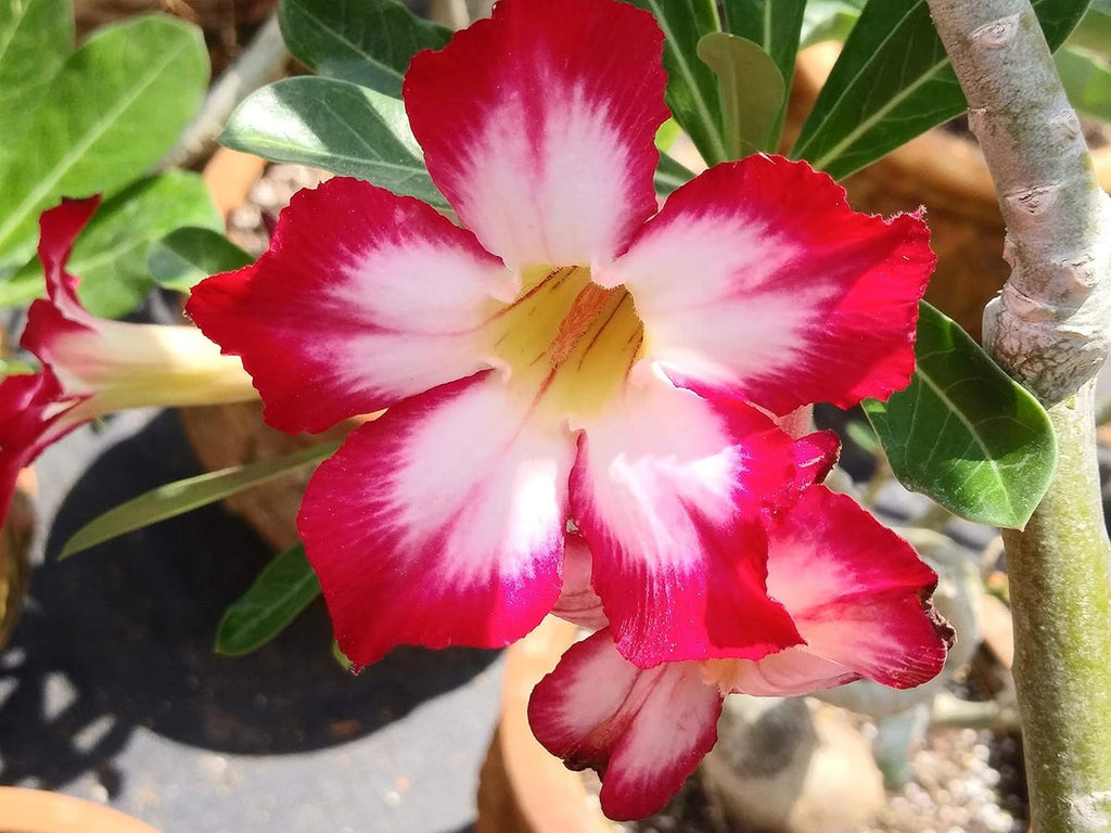 Adenium Obesum Flower seeds for Planting Pollinator Friendly, Heirloom & GMO Free Seeds for Home Garden seeds for planting