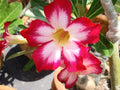 Adenium Obesum Flower seeds for Planting Pollinator Friendly, Heirloom & GMO Free Seeds for Home Garden seeds for planting