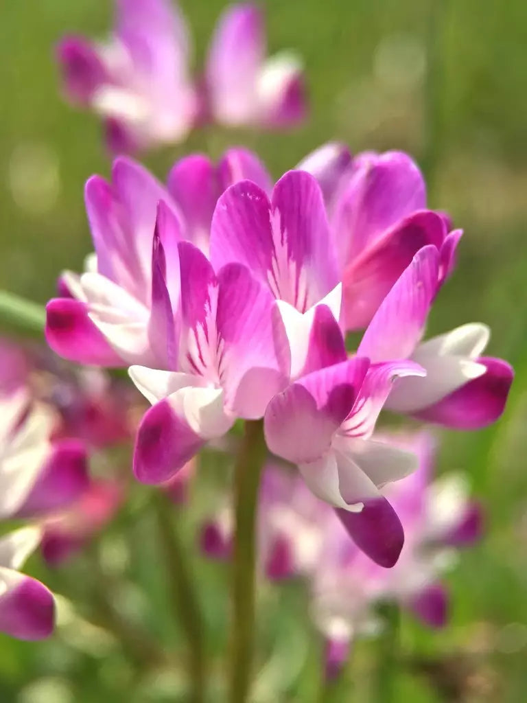 Violet Milkvetch Sinicus Flower seeds for Planting Fragrant Blossoms, Heirloom & GMO Free Seeds for Home Garden seeds for planting