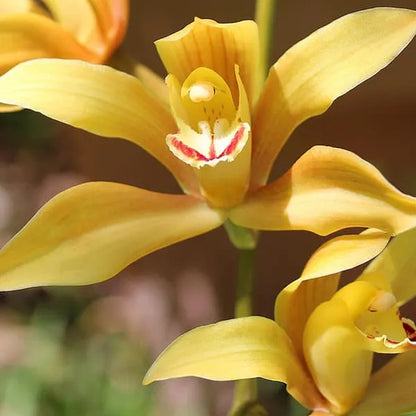 Cymbidium Orchid Flower seeds for Planting Cut Flower Favorite Heirloom & GMO Free Seeds for Home Garden