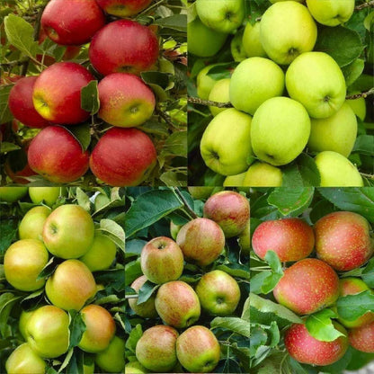 Mixed Apple Fruit Seeds for Planting - Grow Your Own Apple Trees - Evergrowseeds