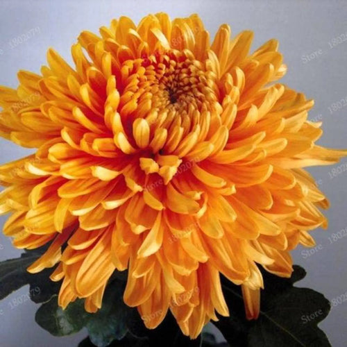 Premium Chrysanthemum Flower seeds for Planting Bright Blooms, Heirloom & GMO Free Seeds for Home Garden seeds