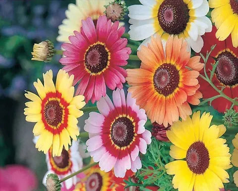High quality White Chrysanthemum Carinatum Flower seeds for Planting Fragrant Blossoms, Heirloom & GMO Free Seeds for Home Garden seeds pack