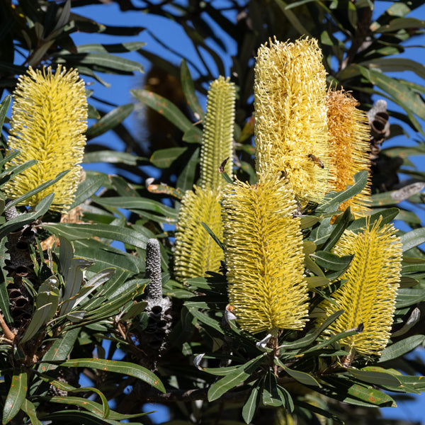 Yellow Banksia Flower seeds for Planting Perfect for Borders, Heirloom & GMO Free Seeds for Home Garden seeds for planting